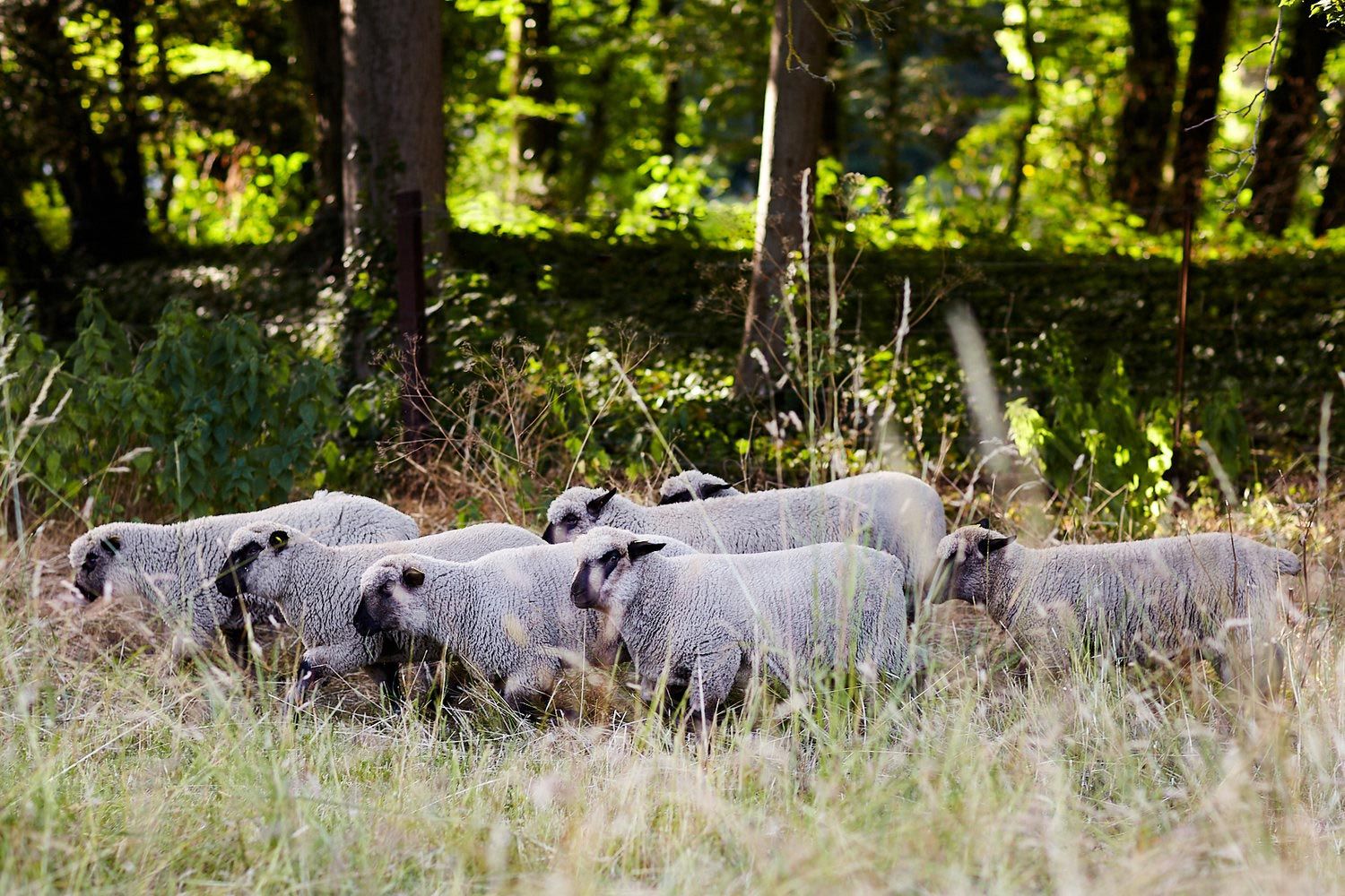 Troupeau de mouton dans un espace vert