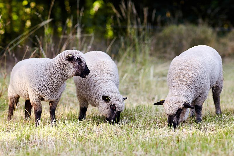 Troupeau De Mouton